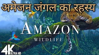Amazon Jungle Ka Rahasya Hindi Mein | Amazon Rainforest Forest Video Hindi #amazonjungle #rainforest