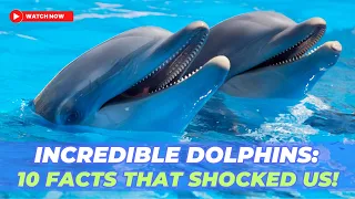 Dolphin Delights: 10 Mind-Blowing Facts About These Intelligent Creatures