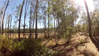 Hiking The Florida Trail in Ocala National Forest