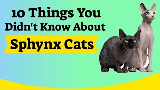10 Things You Didn't Know About Sphynx Cats