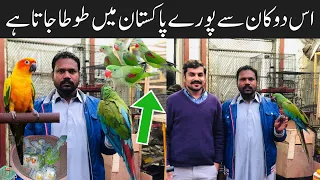 Green Ringneck Parrot, Raw, Cockatoo,Macaw, Yellow Ringneck Parrots prices| Rawalpindi Birds Market