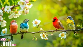 Birds Chirping 4K I 24/7 Birdsong to Relieves stress, prevents anxiety and depression, Heal The Mind