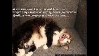 Котоматрица - видеоверсия 9