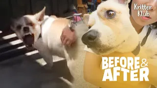 Kill Mode Activate! Dog Will Fight Until He Finds Peace  | Before & After Makeover EP. 13