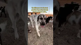 The difference of a livestock guardian dog moving through stock vs a border collie