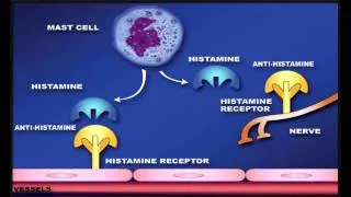 H1 Blockers or Antihistamines - 1st Generation & 2nd Generation Drugs