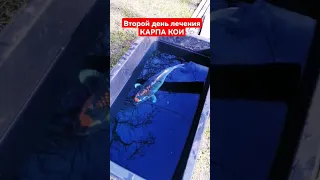 Заболел КАРП КОИ. Второй день лечения. 😱 Сапролегниоз