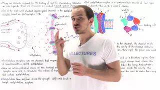 Ligand-Gated Ion Channels