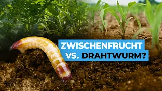 Aktuelle Studien: Welchen Einfluss hat die Zwischenfrucht auf den Drahtwurm?