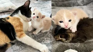 A cat and her only kitten accepted another kitten as their own, and gave her a better life