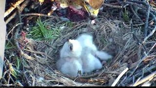 Early Morning Squirrel Snack For Red-tailed Hawk Chicks – April 24, 2018