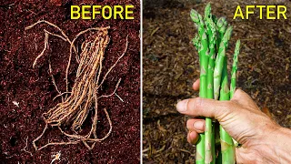 How to Grow Asparagus, Complete Growing Guide