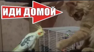 Кошка и попугай трогательно Cat and parrot touching