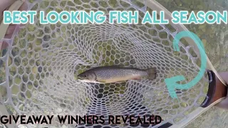 Catching BROOK TROUT on SPINNERS & TROUT MAGNETS!