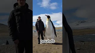How Big Were the Largest Penguins Ever?