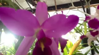 Orchid care : watering, potting and reblooming tips for Cattleya and similar orchids