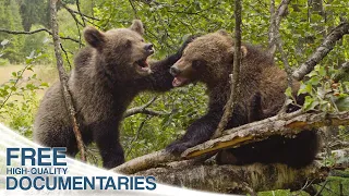 Survival in the Carpathian Mountains