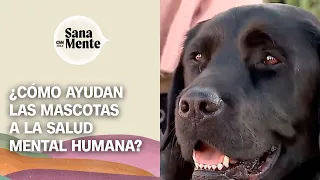 Animales y psicología: El apoyo emocional de las mascotas | Sana Mente