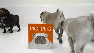 The Cutest Pugs Ever Meet “Pig the Pug”