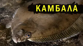 КАМБАЛА. Единственная рыба, способная выжить в Марианской впадине!