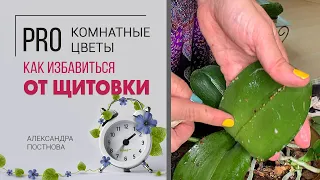 Щитовка: как выглядит, где прячется, как избавиться. Вредители растений. Спасаем фаленопсис.