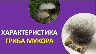 4. Характеристика гриба мукора