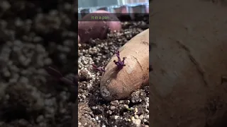 How to grow sweet potatoes.