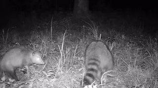 Raccoon and Opossum Fight