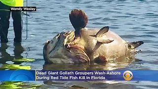 Dead Giant Goliath Groupers Wash Ashore During Red Tide Fish Kill In Florida