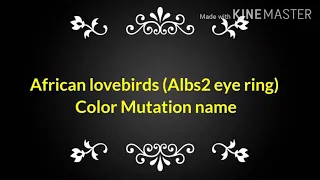 African Lovebirds (Albs2 eye ring) Color Mutation names