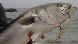 Jumbo Surfcasting Bluefish Crushing Poppers