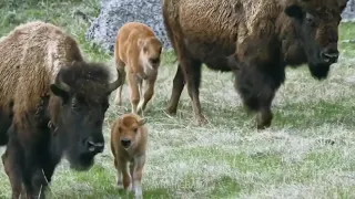 Bison mom's battle rescue her baby from wolf - bison cub is lucky to receive help from bison mother