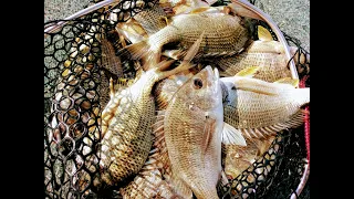 Fishing for Bream at Jumpinpin during winter - Deep water techniques