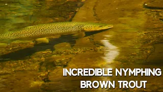 Obsessive Brown Trout Fly Fishing - Wonderful, Beautiful, Tedious Fly Fishing  in Gin-Clear Water