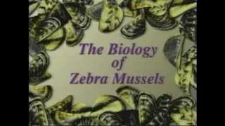 The Biology of Zebra Mussels