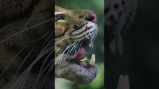 Видео video дымчатый леопард на природе smoky leopard in nature #short #shorts