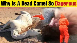 Why Is A Dead Camel So Dangerous? And Why You Should Never Touch Dead Camel in Desert ?