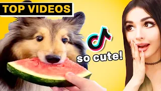 CUTEST ANIMALS On TikTok You'll Ever Watch! | SSSniperWolf