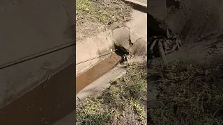 Pulling a tire to clean a pipe