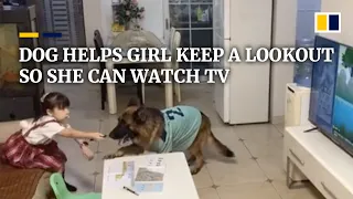 Partners in crime: Dog in China helps girl keep a lookout so she can watch TV
