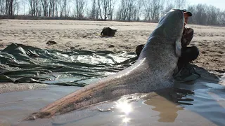 CATFISH RECORD MONSTER 250 POUND by YURI GRISENDI