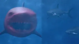 The blood shark and normal sharks fought, and the keeper was dragged into the water!