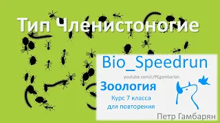 10. Членистоногие (Speedrun зоология 7 класс, ЕГЭ, ОГЭ 2021)