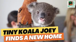 Albert the koala joey joins the Shute family! | Australian Reptile Park
