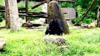 Wise Chimpanzee eating in Singapore Zoo