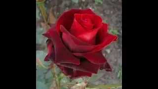 осенняя высадка роз, обзор сортов, роза норита. питомник роз полины козловой rozarium.biz