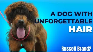 The Russell Brand of dogs | Craziest hair ever