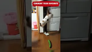 Funny Cats and Dogs Shorts compilation😂😂Try Not to Laugh Challenge Caught on Camera TikTok Ep 171