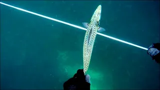 Spearfishing at Talland Bay (Cornwall) Bass and my first Mackerel!!!