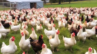 European Farmers Raise Millions Of Chickens In Free Range Farms This Way - Chicken Farming